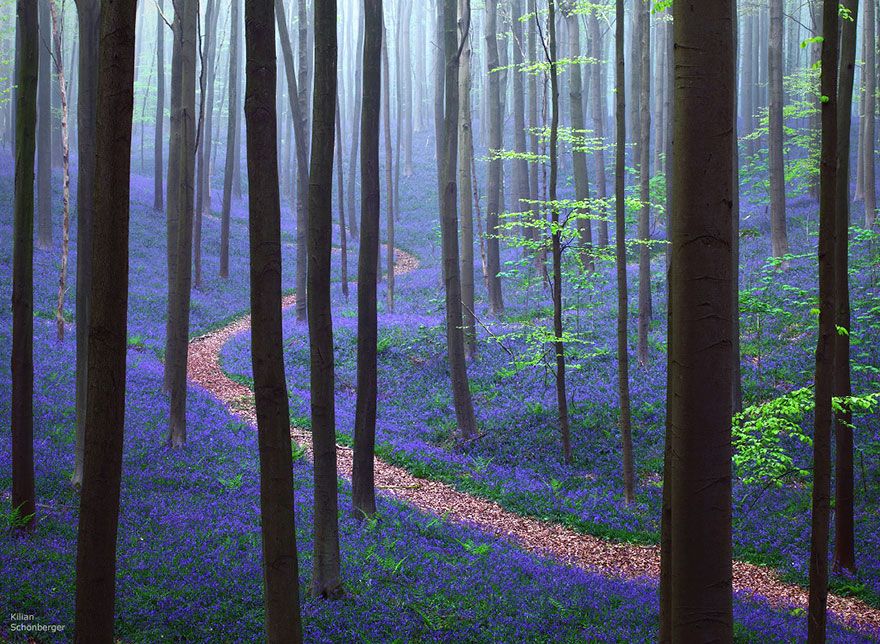  photo bluebells-blooming-hallerbos-forest-belgium-1.jpg