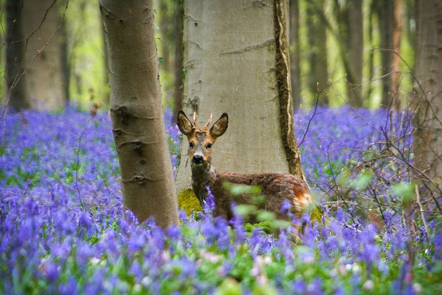  photo bluebells-blooming-hallerbos-forest-belgium-10.jpg