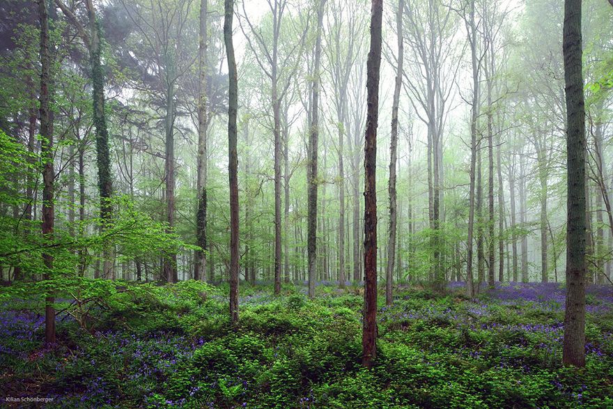  photo bluebells-blooming-hallerbos-forest-belgium-12.jpg