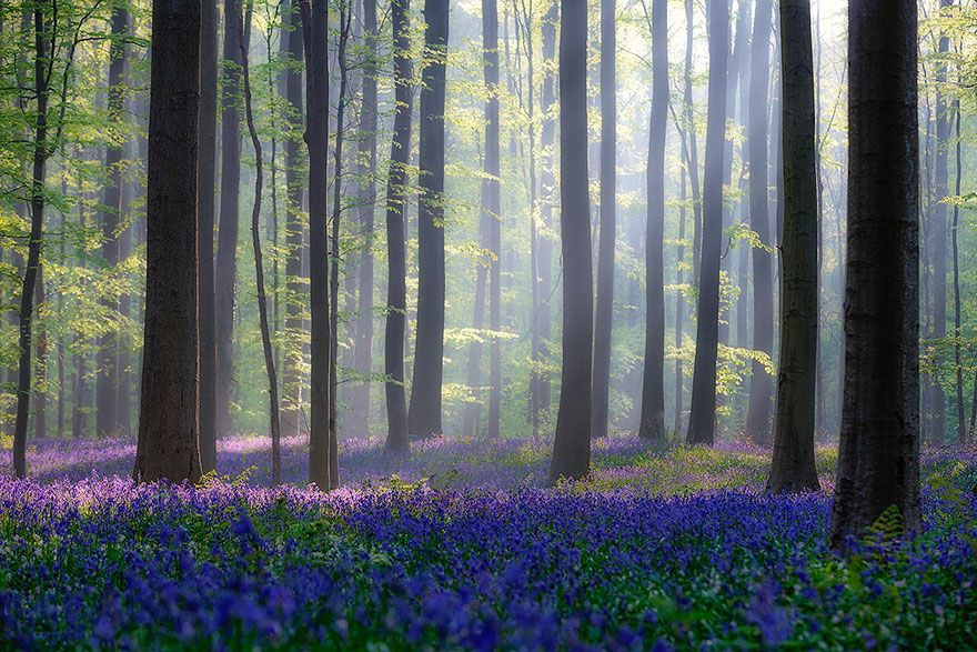  photo bluebells-blooming-hallerbos-forest-belgium-15.jpg