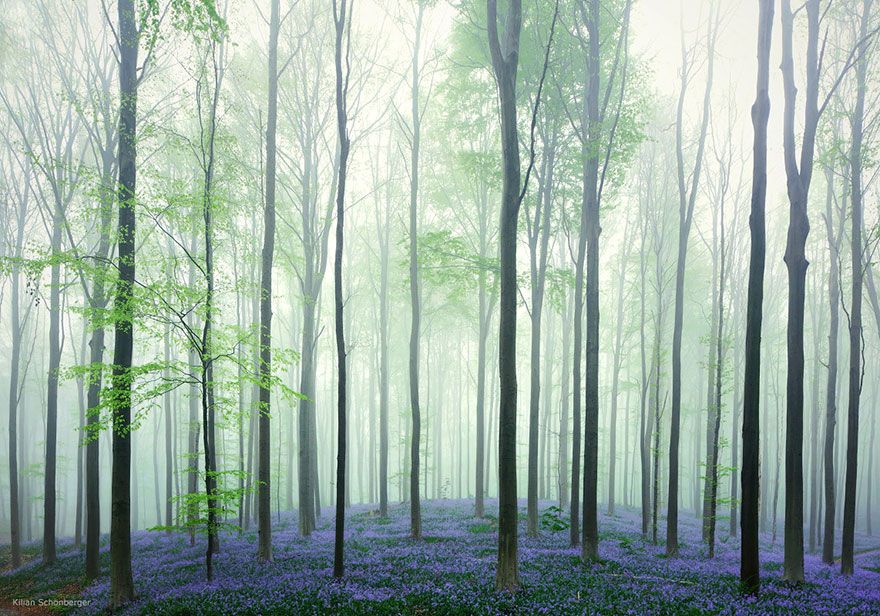  photo bluebells-blooming-hallerbos-forest-belgium-2.jpg