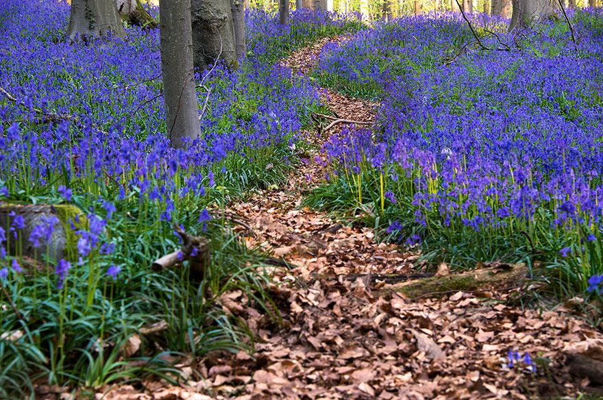  photo bluebells-blooming-hallerbos-forest-belgium-3.jpg