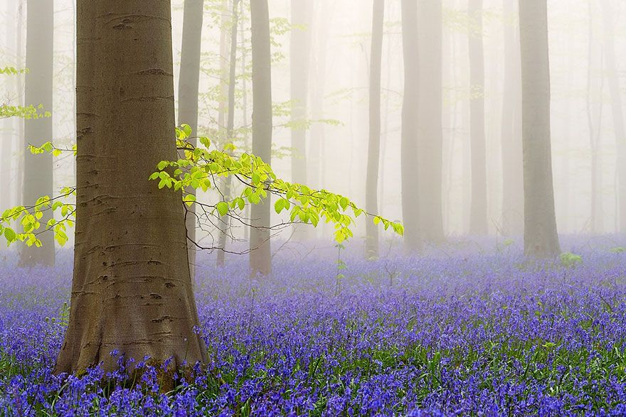  photo bluebells-blooming-hallerbos-forest-belgium-4.jpg