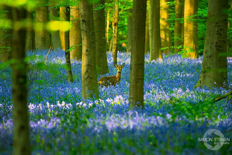  photo bluebells-blooming-hallerbos-forest-belgium-6.jpg