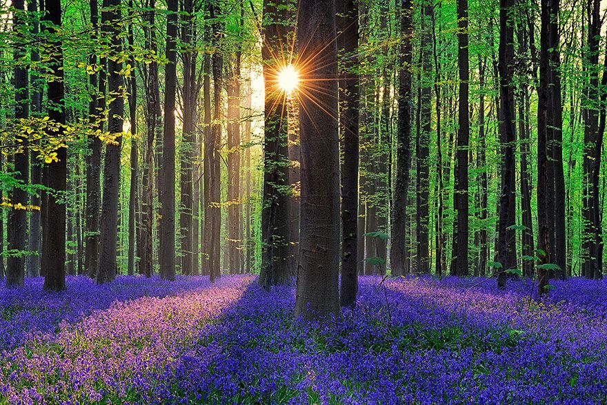  photo bluebells-blooming-hallerbos-forest-belgium-7.jpg