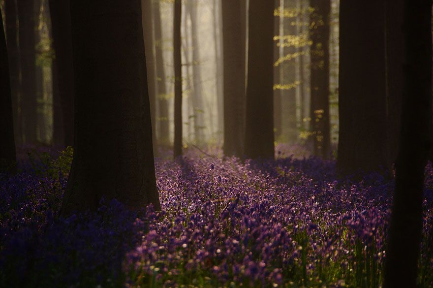  photo bluebells-blooming-hallerbos-forest-belgium-8.jpg