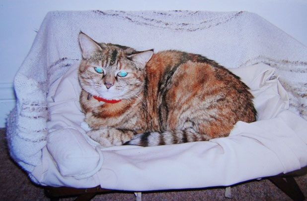  photo poppy-worlds-oldest-cat-guinness-records-7.jpg