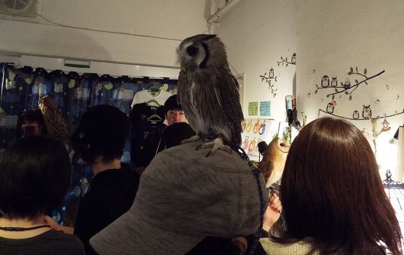  photo owls-39.jpg