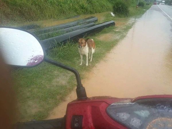  photo thai-dog-rescue-3.jpg