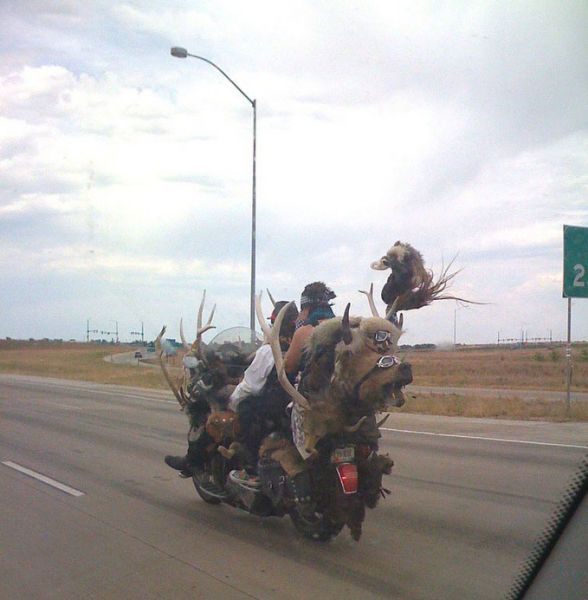  photo the_strangest_sights_witnessed_in_traffic_640_04.jpg
