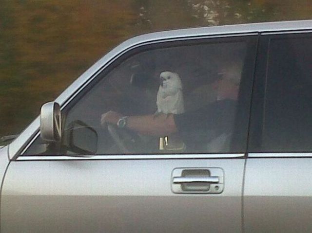  photo the_strangest_sights_witnessed_in_traffic_640_28.jpg