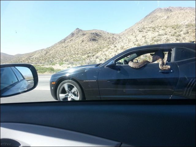  photo the_strangest_sights_witnessed_in_traffic_640_47.jpg