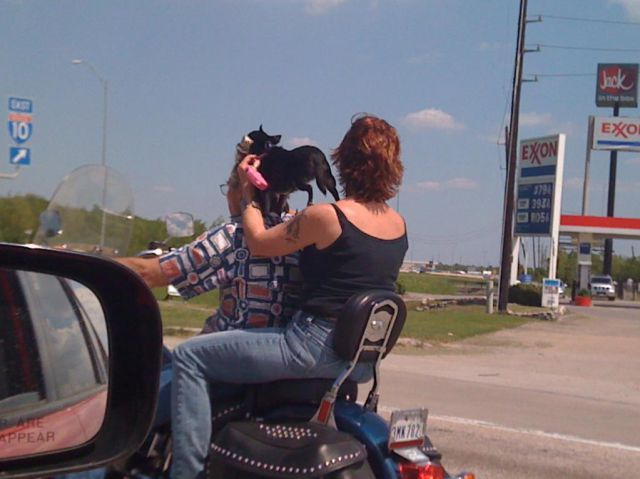  photo the_strangest_sights_witnessed_in_traffic_640_60.jpg