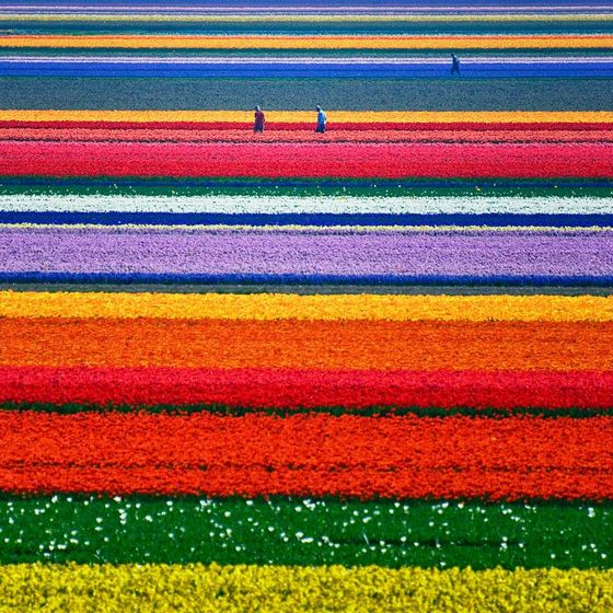  photo flower-tulip-fields-netherlands-1.jpg