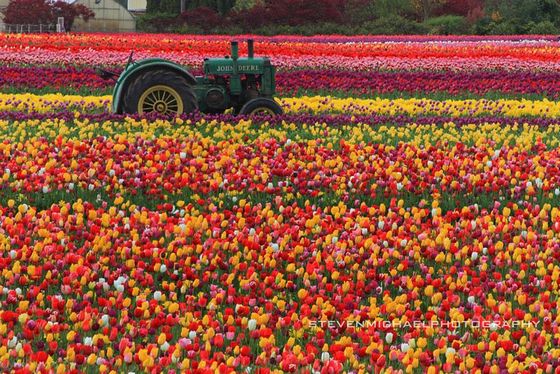  photo flower-tulip-fields-netherlands-10.jpg