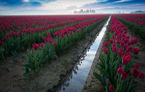  photo flower-tulip-fields-netherlands-11.jpg