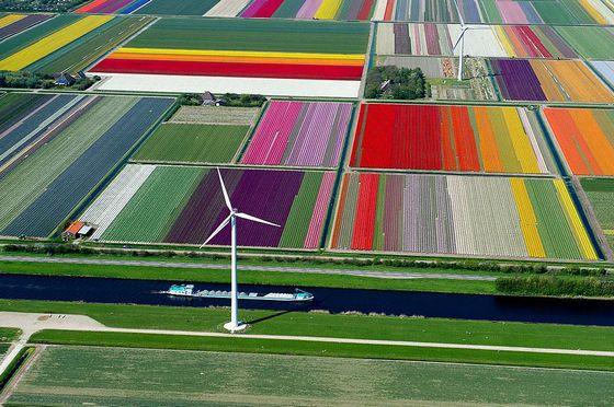  photo flower-tulip-fields-netherlands-12.jpg