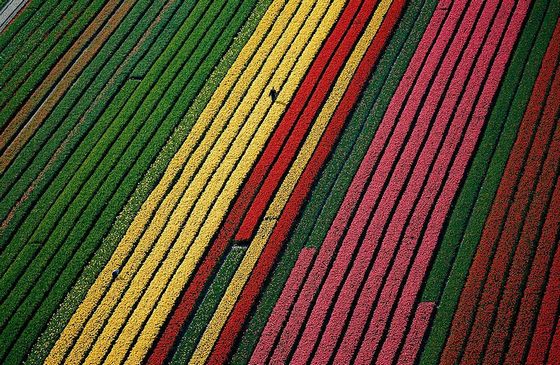  photo flower-tulip-fields-netherlands-13.jpg