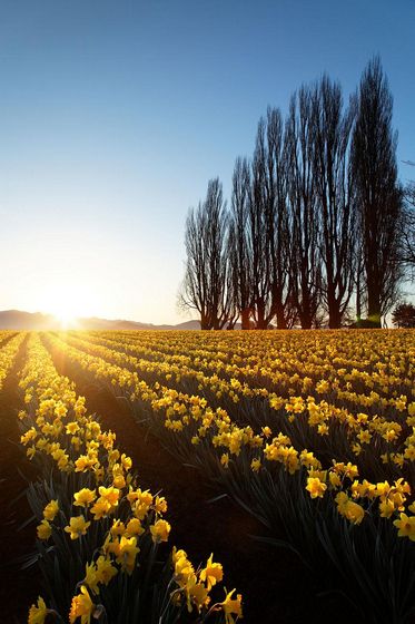  photo flower-tulip-fields-netherlands-2.jpg