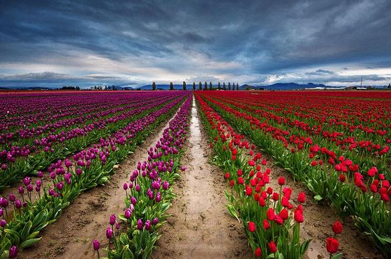  photo flower-tulip-fields-netherlands-3.jpg