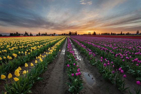  photo flower-tulip-fields-netherlands-5.jpg