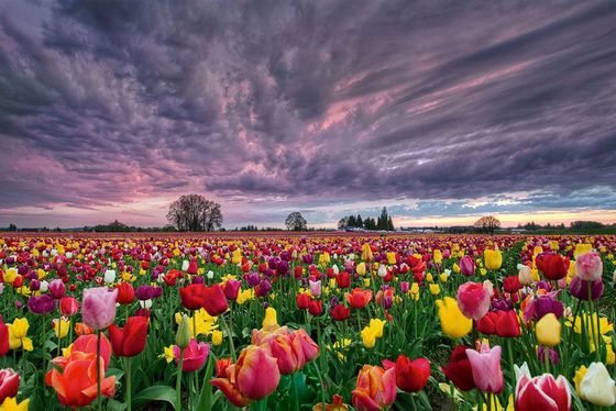  photo flower-tulip-fields-netherlands-6.jpg