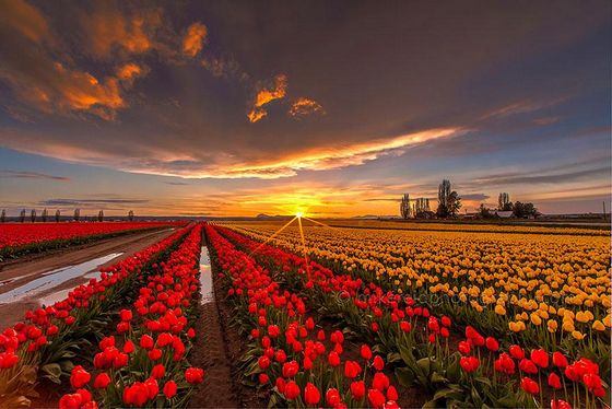  photo flower-tulip-fields-netherlands-7.jpg