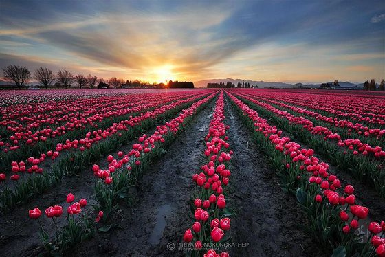  photo flower-tulip-fields-netherlands-8.jpg