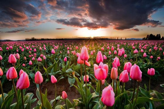  photo flower-tulip-fields-netherlands-9.jpg