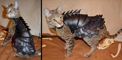  photo catarmor01.jpg