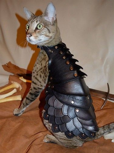  photo catarmor02.jpg