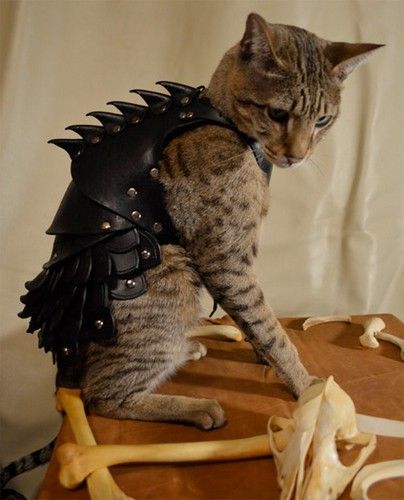  photo catarmor03.jpg