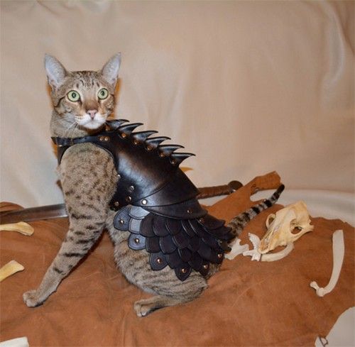  photo catarmor04.jpg