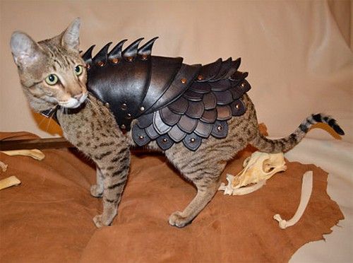  photo catarmor05.jpg