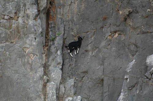  photo crazy-goats-on-cliffs-1.jpg