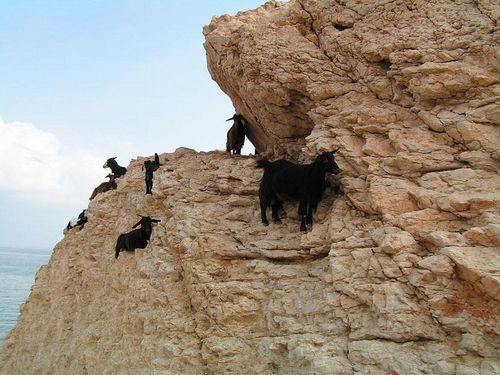  photo crazy-goats-on-cliffs-12.jpg