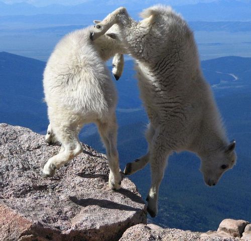  photo crazy-goats-on-cliffs-14.jpg