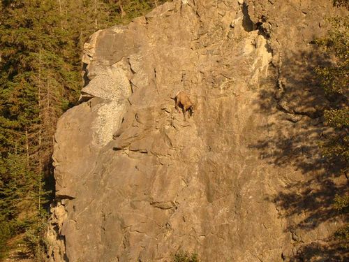  photo crazy-goats-on-cliffs-15.jpg