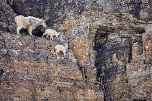  photo crazy-goats-on-cliffs-16.jpg