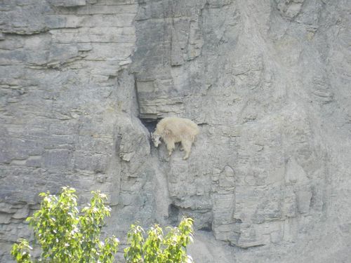  photo crazy-goats-on-cliffs-17.jpg