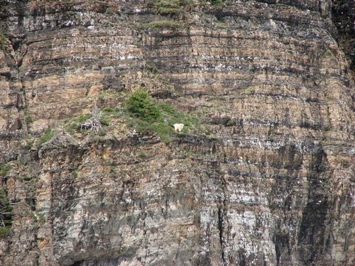  photo crazy-goats-on-cliffs-21.jpg