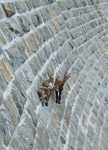  photo crazy-goats-on-cliffs-5.jpg