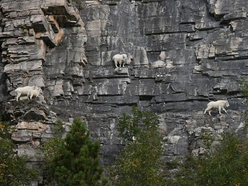  photo crazy-goats-on-cliffs-6.jpg
