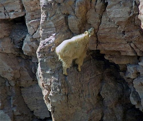  photo crazy-goats-on-cliffs-8.jpg