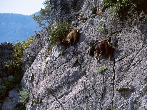  photo crazy-goats-on-cliffs-9.jpg