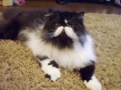  photo animals-with-mustache-10.jpg