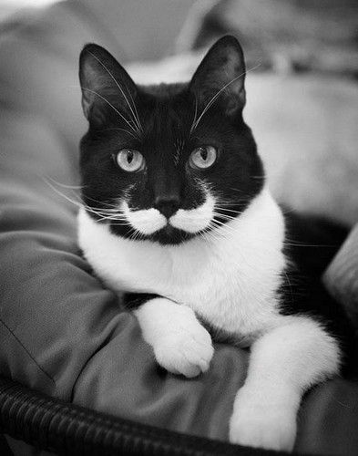  photo animals-with-mustache-2.jpg