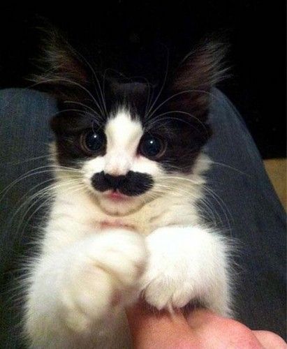  photo animals-with-mustache-9.jpg