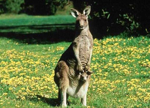 kangaroo di australia
