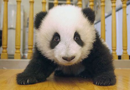 panda comel